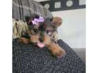 Yorkshire Terrier Puppy for sale in Ottawa, OH, USA