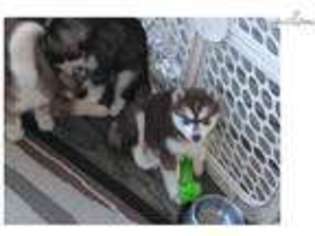 Mutt Puppy for sale in Galveston, TX, USA
