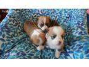 Pembroke Welsh Corgi Puppy for sale in Ennis, MT, USA