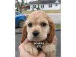 Cocker Spaniel Puppy for sale in Nicholls, GA, USA
