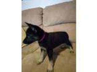 German Shepherd Dog Puppy for sale in Middletown, OH, USA