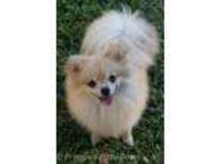 Pomeranian Puppy for sale in Floral City, FL, USA