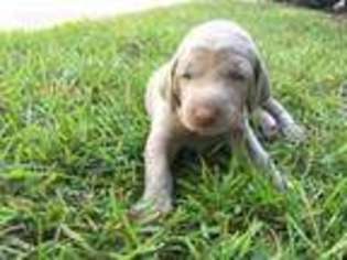 Weimaraner Puppy for sale in Summerville, SC, USA