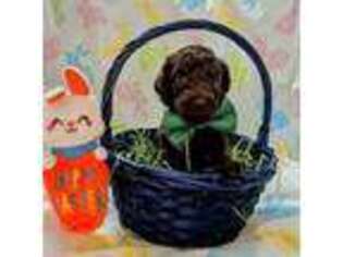 Labradoodle Puppy for sale in Jamestown, OH, USA