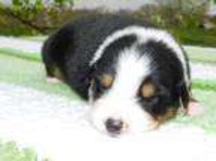 Australian Shepherd Puppy for sale in Burlington, NC, USA