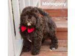 Labradoodle Puppy for sale in Oppelo, AR, USA