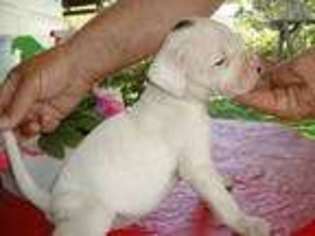American Bulldog Puppy for sale in Fyffe, AL, USA