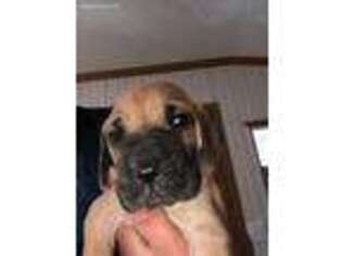 Great Dane Puppy for sale in Sturgeon Lake, MN, USA