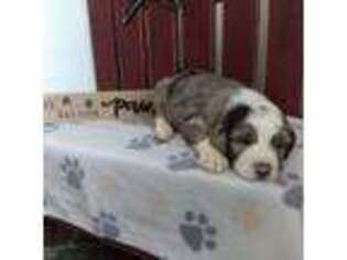 Mutt Puppy for sale in Lyndonville, NY, USA