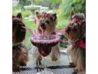 Yorkshire Terrier Puppy for sale in Newport Beach, CA, USA