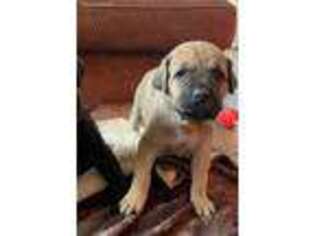 Cane Corso Puppy for sale in Harpers Ferry, WV, USA