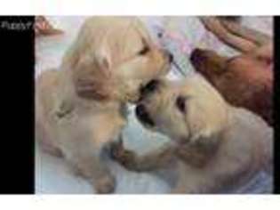 Golden Retriever Puppy for sale in Plymouth, NH, USA