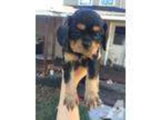 Cavalier King Charles Spaniel Puppy for sale in BUCKLEY, WA, USA