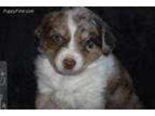 Australian Shepherd Puppy for sale in Seneca, KS, USA