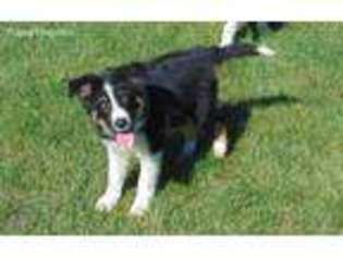 Border Collie Puppy for sale in Hastings, MI, USA