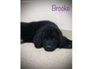 Newfoundland Puppy for sale in Tully, NY, USA