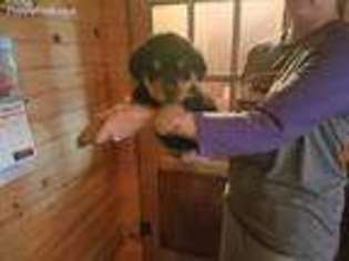 Rottweiler Puppy for sale in Mountain Grove, MO, USA