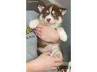 Siberian Husky Puppy for sale in Forest, OH, USA