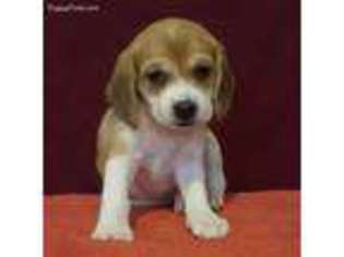 Puggle Puppy for sale in Rockford, IL, USA