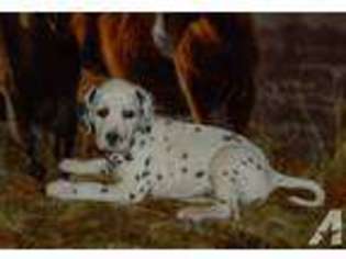 Dalmatian Puppy for sale in PAWNEE, OK, USA