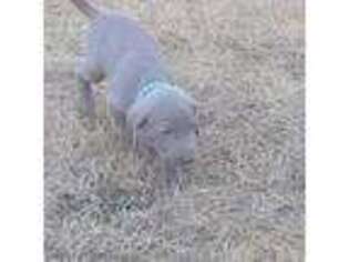Weimaraner Puppy for sale in Roy, WA, USA