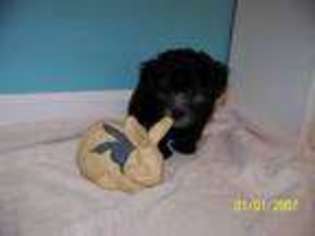 Mutt Puppy for sale in FUQUAY VARINA, NC, USA