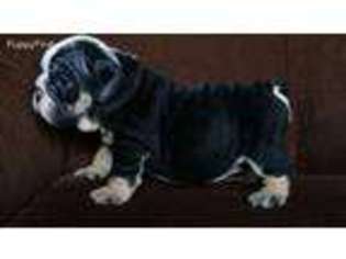 Bulldog Puppy for sale in Woonsocket, RI, USA