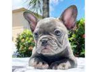 French Bulldog Puppy for sale in Pembroke Pines, FL, USA