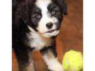 Mutt Puppy for sale in Powhatan, VA, USA