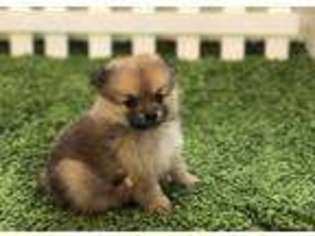 Pomeranian Puppy for sale in Melbourne, FL, USA