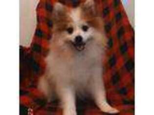 Pomeranian Puppy for sale in Greensburg, PA, USA