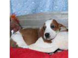 Basset Hound Puppy for sale in Show Low, AZ, USA