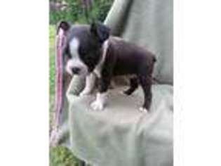 Boston Terrier Puppy for sale in Newton Grove, NC, USA