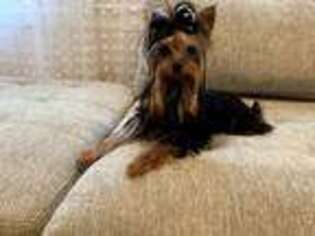 Yorkshire Terrier Puppy for sale in Wolcott, CT, USA