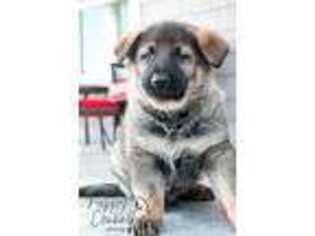 Medium Photo #1 German Shepherd Dog Puppy For Sale in Middlebury, IN, USA
