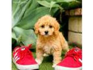 Cavapoo Puppy for sale in Thousand Oaks, CA, USA