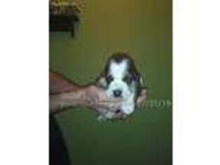 Basset Hound Puppy for sale in Damascus, AR, USA