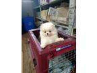 Pomeranian Puppy for sale in Winchendon, MA, USA