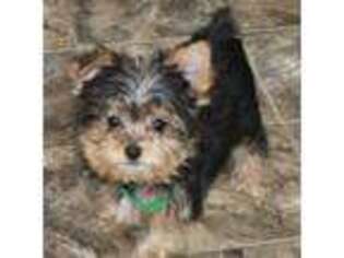 Yorkshire Terrier Puppy for sale in Osceola, IA, USA