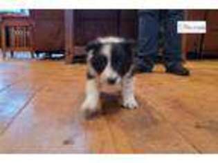 Border Collie Puppy for sale in Ann Arbor, MI, USA