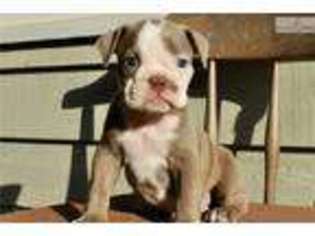 Olde English Bulldogge Puppy for sale in Greenville, SC, USA