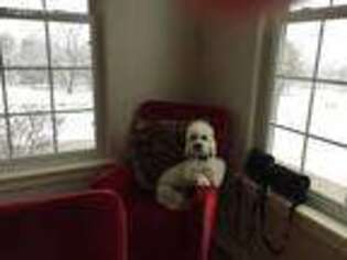 Dandie Dinmont Terrier Puppy for sale in Sapulpa, OK, USA