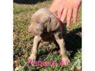 Weimaraner Puppy for sale in CLERMONT, FL, USA