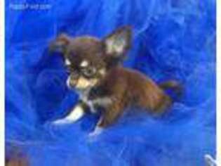 Chihuahua Puppy for sale in Avon Park, FL, USA