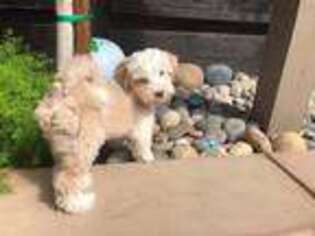 Tibetan Terrier Puppy for sale in Ione, CA, USA