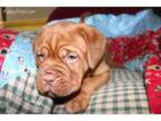 American Bull Dogue De Bordeaux Puppy for sale in Mountville, SC, USA