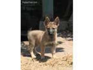 German Shepherd Dog Puppy for sale in Rosharon, TX, USA