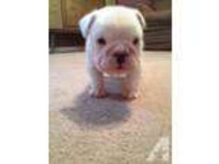 Bulldog Puppy for sale in MACHESNEY PARK, IL, USA