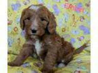 Goldendoodle Puppy for sale in Arizona City, AZ, USA