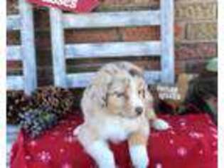 Australian Shepherd Puppy for sale in Colon, NE, USA